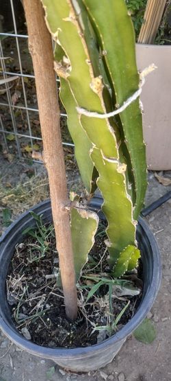 Pitahaya ((Dragón Fruit)).fruta blanca