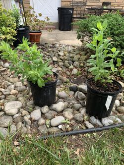 Two mints plants, 2/25