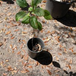 Honey Crisp Apple Tree 