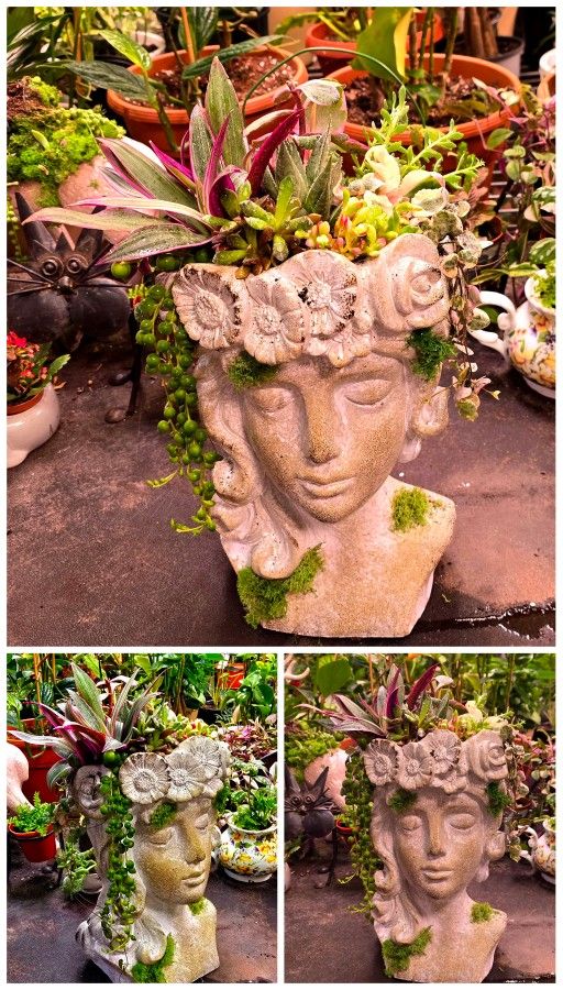 Beautiful planters with life succulents you can also have planters with Outdoors and indoors plants  cutting are available Outdoors and indoors beauti