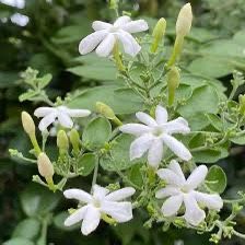 3 Indian Jui Jasmine, Virajaji Plant (Jasminum molle) bushes plant in 3 gallon  pot/