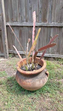Mature Succulent Potted Plant
