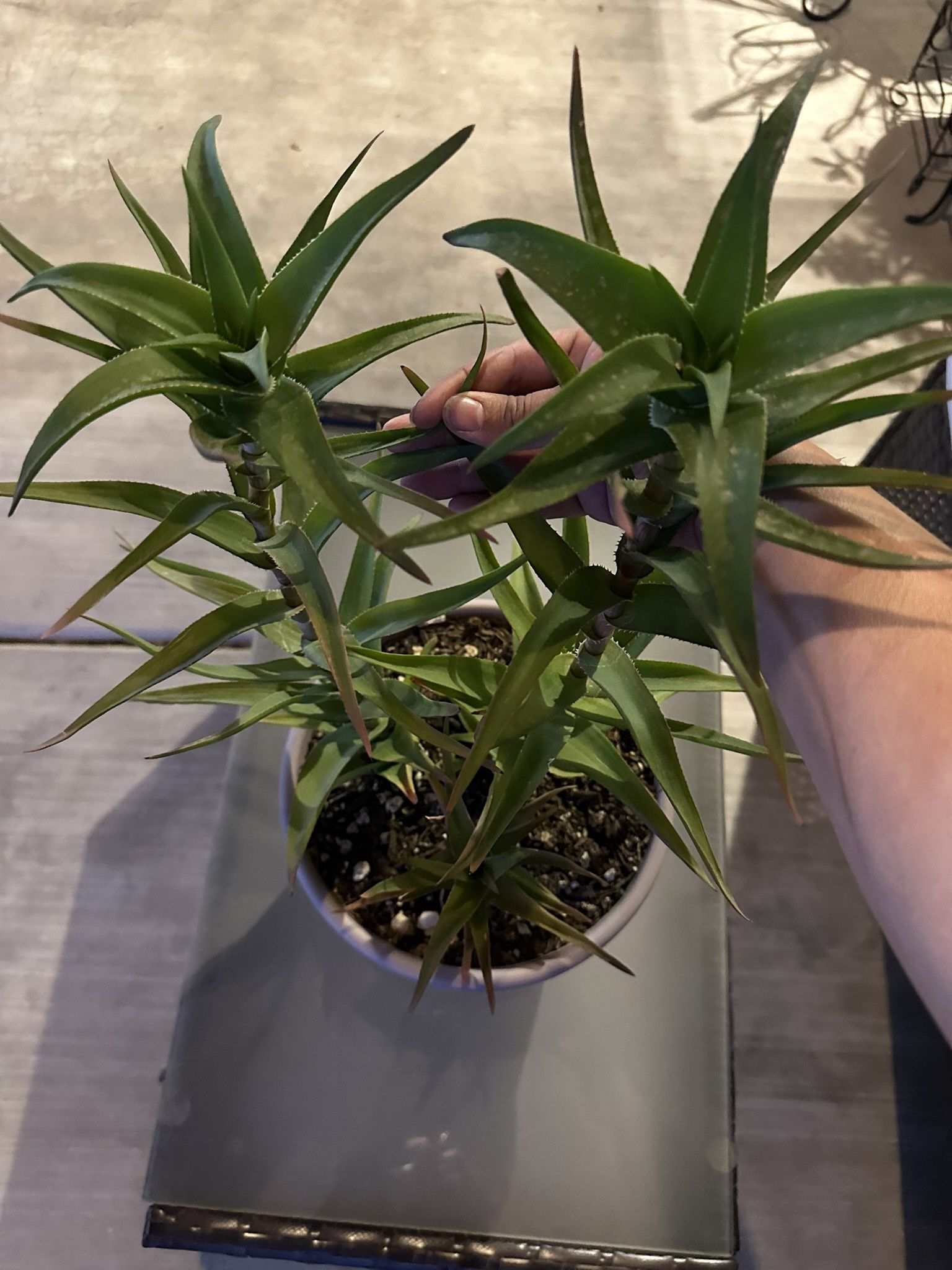 Plant 