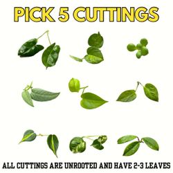 Plant Cuttings Bundle Philodendron Pothos Hoya