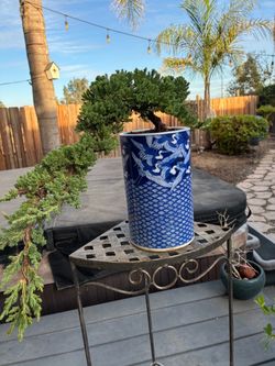 Bonsai Japanese guardian juniper $60 each