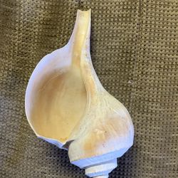 Big Deep Sea Shell 7 Inches