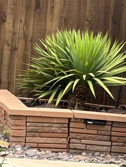 Full grown Yucas