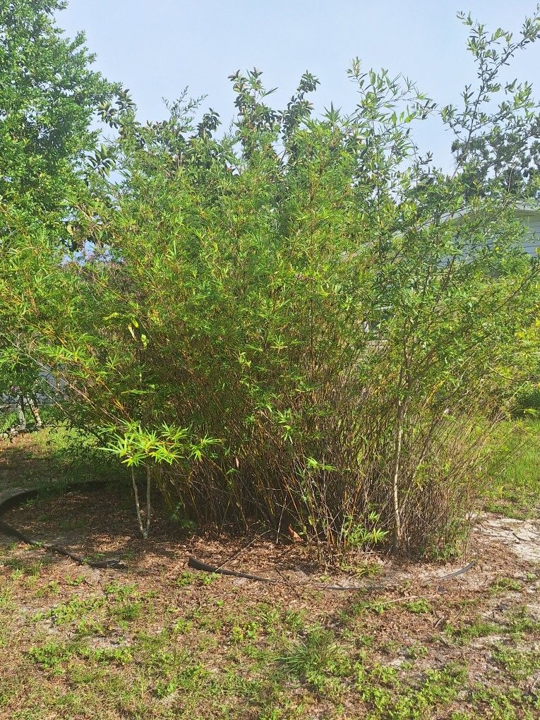 Free Bamboo