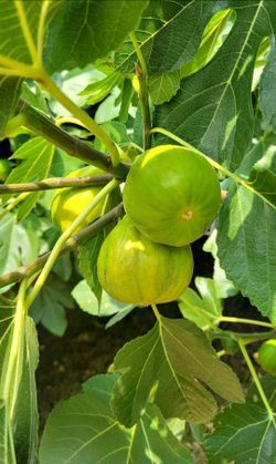 Fresh Figs - U Pick - Keizer, Oregon