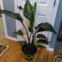 Plant