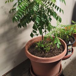 Healthy Curry plant with plant roller.