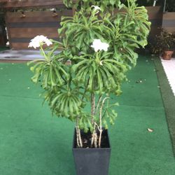 Tierra Verde 36” Tall Planter Pot With Flower 