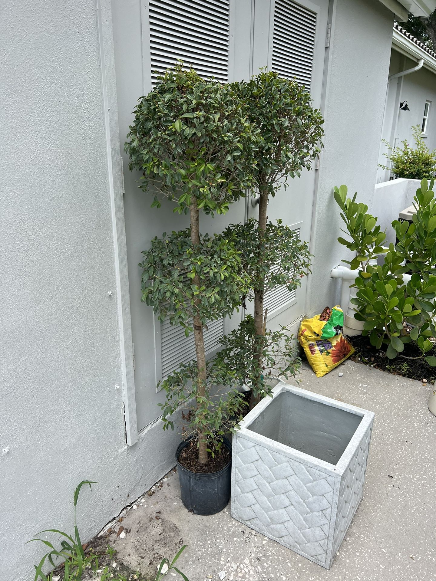 Topiary Plants From Tree Mart