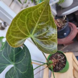 Anthurium Pterodactyl