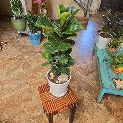 Fiddle Leaf Fig Plant Surrounded By Stones In New 8in Ceramic Pot 