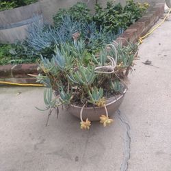 Hanging Succulent Plant