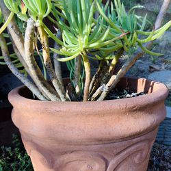 12 Inch Beautiful Clay Pot With Succulent