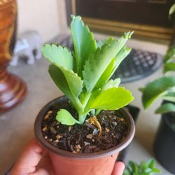 kalanchoes mala madre plant 