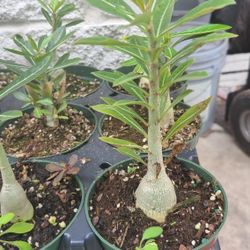 exotic desert roas double flowers of different colors 