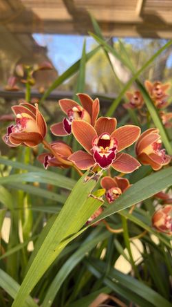 Orchid