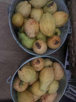 Guayaba 10 for $5