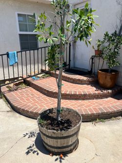 Small ficus $50