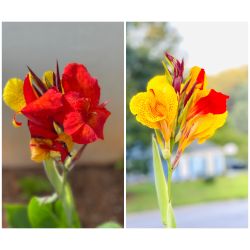 Canna Lillies Bulb $10