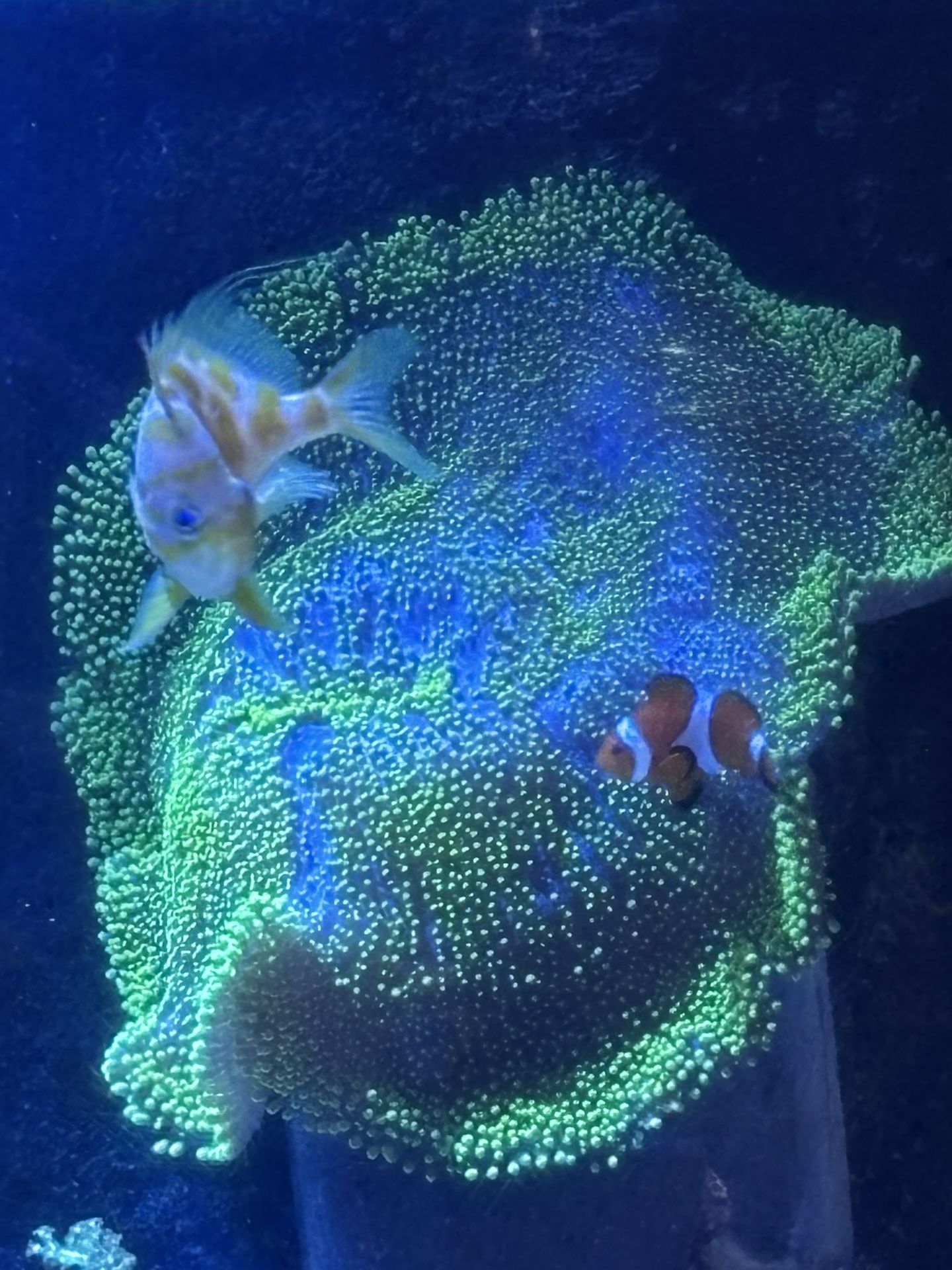 Highlighter Carpet Anemone