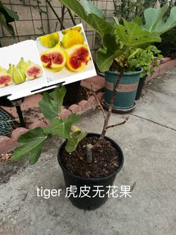 Tiger fig tree great taste of figs type