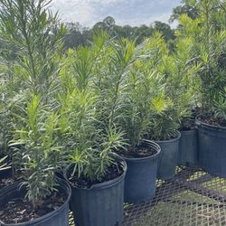 $9 podocarpus 3 gallon / we deliver to all of florida 
