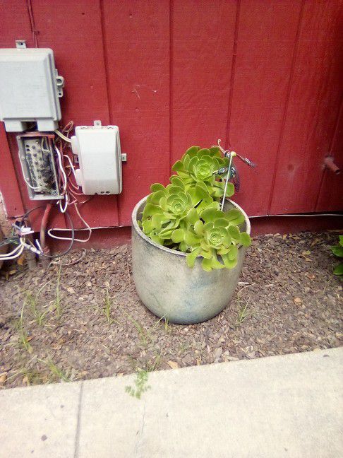 Succulent In Lg Nice Pot