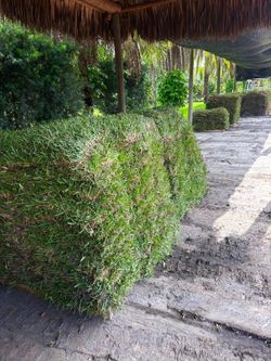 Top Quality Sod