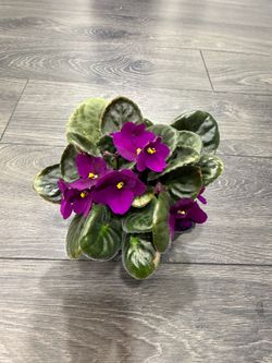 Purple blooming African violet in pot pretty color