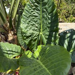 Alocasia Macrorrhizos Elephant Ears 