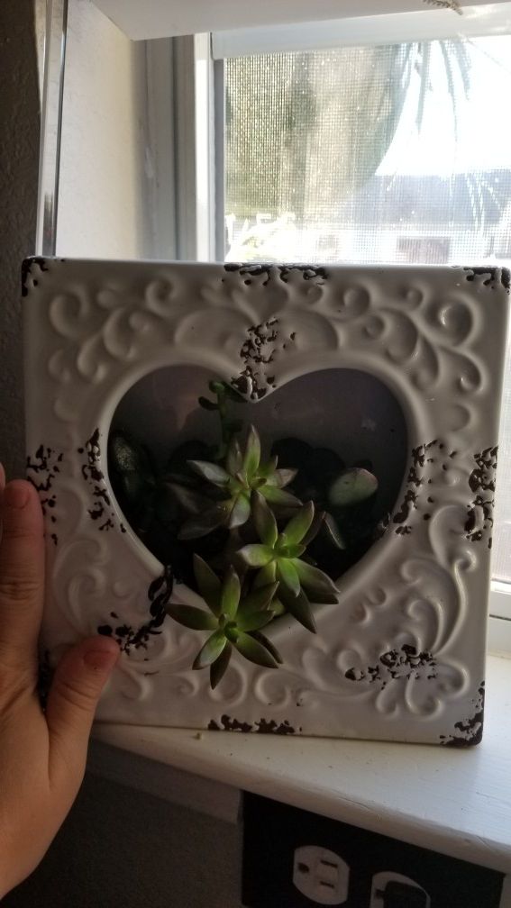 Heart frame with succulents