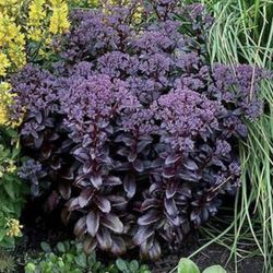 Black Magic Serum Plant