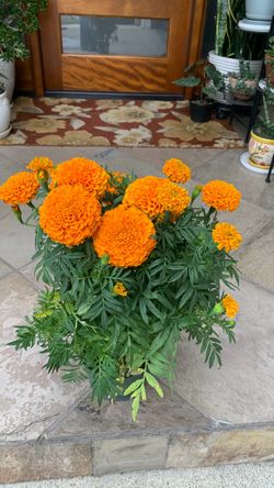 Plant