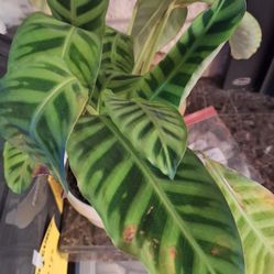 Calathea Asst. Plant 