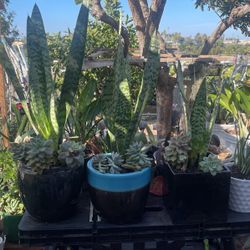 Snake Plant - Succulent 