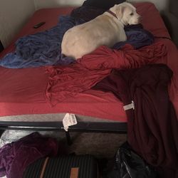 Queen Bed, Box, & Frame