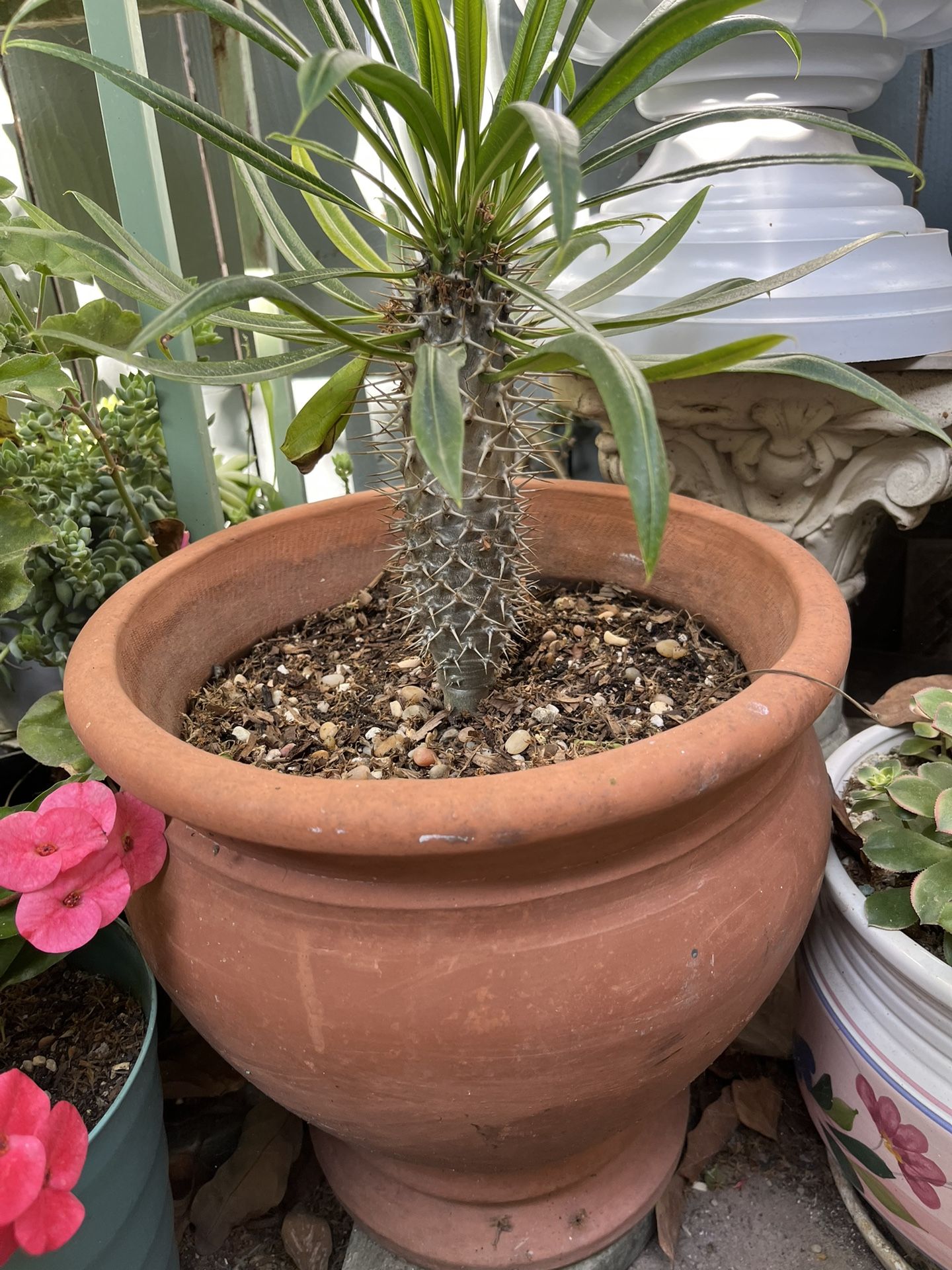 Madagascar Palm With Clay Pot
