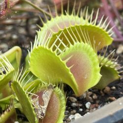 Carnivorous Plants Venus Flytraps 