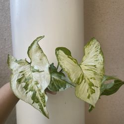 3 Kings Syngonium Plant CUTTING 