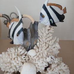 Coral Fish Display