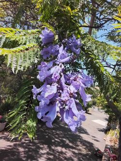 2 baby Jacaranda trees