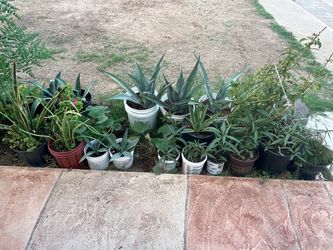 Mixed Plants Collection Agave & More