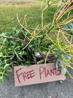 Free plants