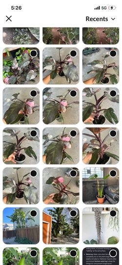 Philodendron pink princess, exact plant, 95820