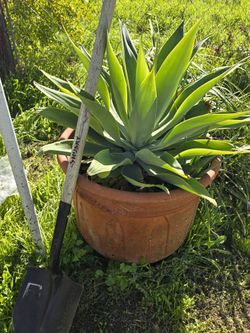 Agave Plants 🪴