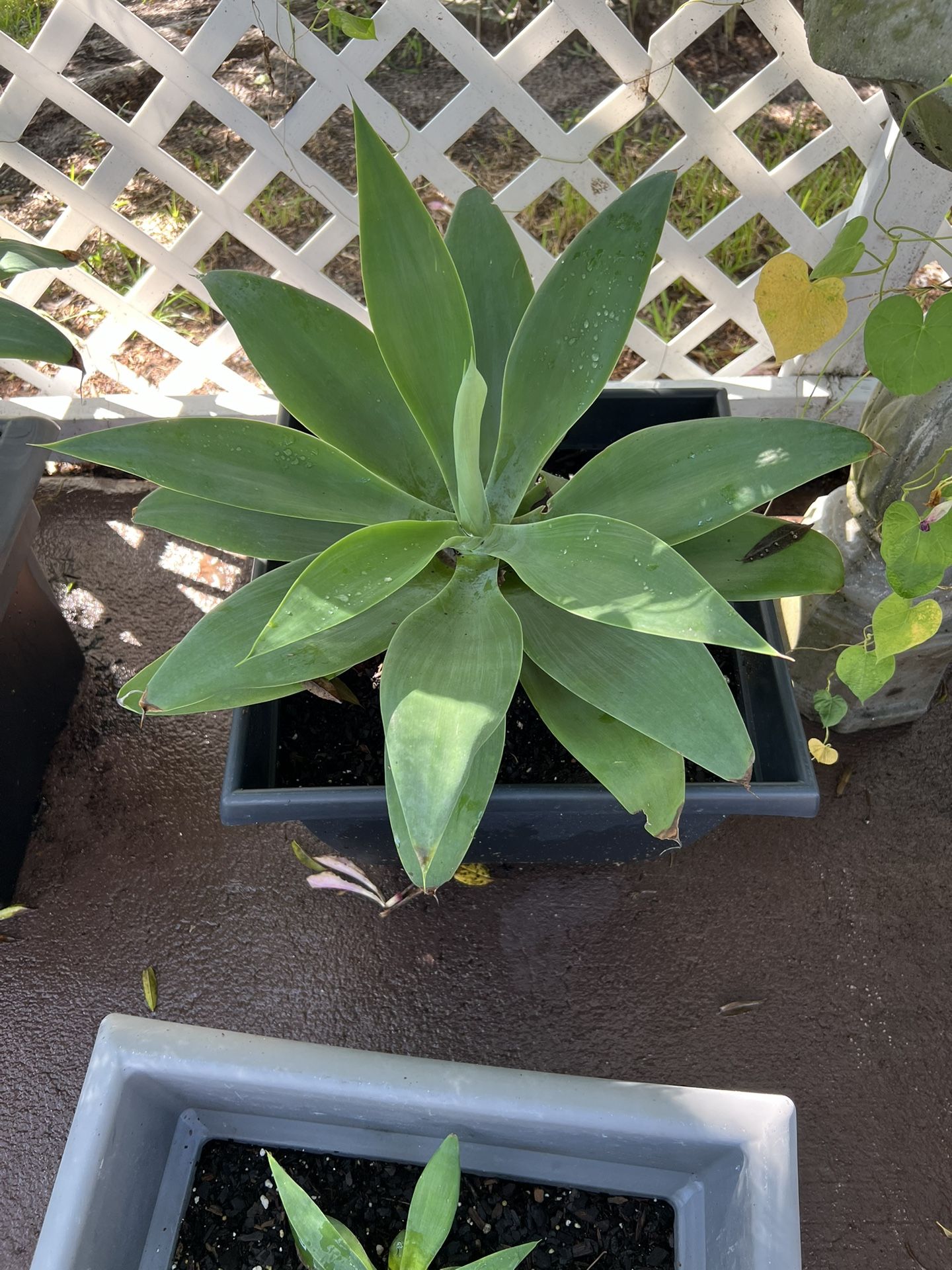 Gorgeous Foxtail agave (Agave attenuata)